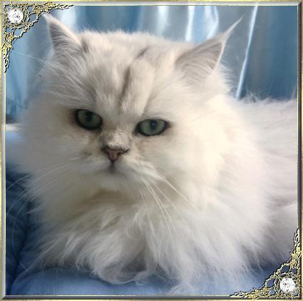 Jandindi Registered Breeder Of Chinchilla Persians Exotic Kittens